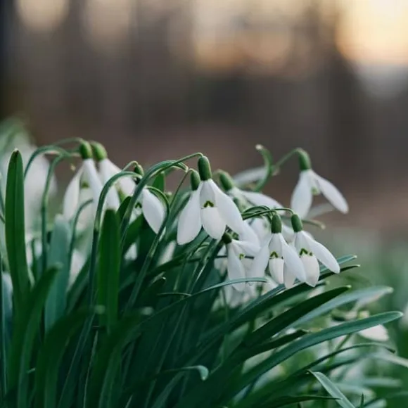 Tyrkisk vintergæk - Sæt med 50 - Galanthus elwesii - Blomsterløg - Hvid