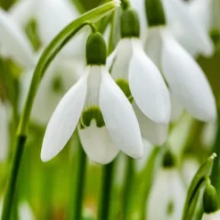 Tyrkisk vintergæk - Sæt med 50 - Galanthus elwesii - Blomsterløg - Hvid