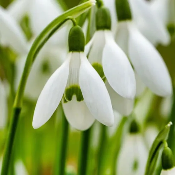 Tyrkisk vintergæk - Sæt med 50 - Galanthus elwesii - Blomsterløg - Hvid