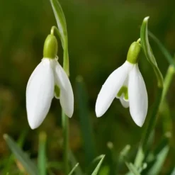 Tyrkisk vintergæk - Sæt med 50 - Galanthus elwesii - Blomsterløg - Hvid