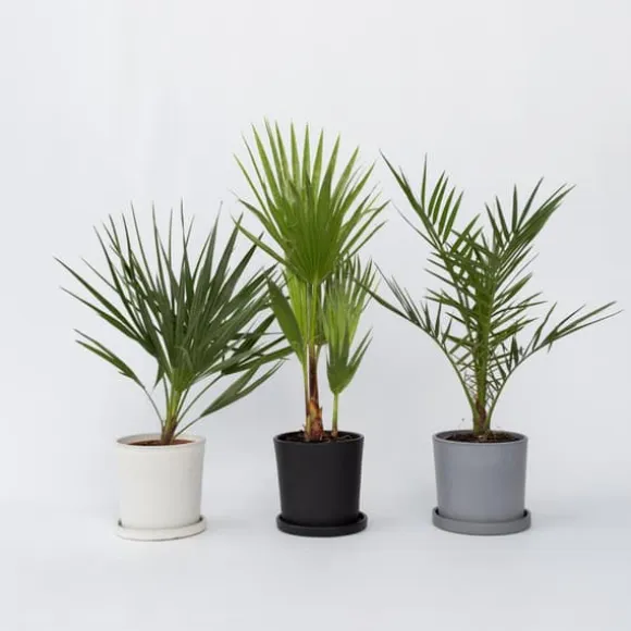 Udendørs Palmeblanding - Med plantefoder - Sæt med 3 - Højde 50-70cm - ⌀15cm
