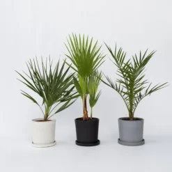 Udendørs Palmeblanding - Med plantefoder - Sæt med 6 - Højde 50-70cm - ⌀15cm
