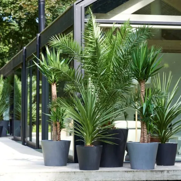 Udendørs Palmeblanding - Med plantefoder - Sæt med 6 - Højde 50-70cm - ⌀15cm