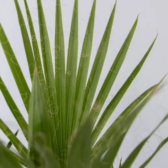 Udendørs Palmeblanding - Med plantefoder - Sæt med 6 - Højde 50-70cm - ⌀15cm