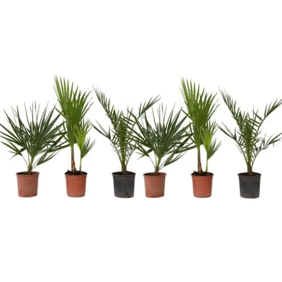 Udendørs palmeblanding - Sæt med 6 - Outdoor Palmmix - Højde 50-70cm - ⌀15cm