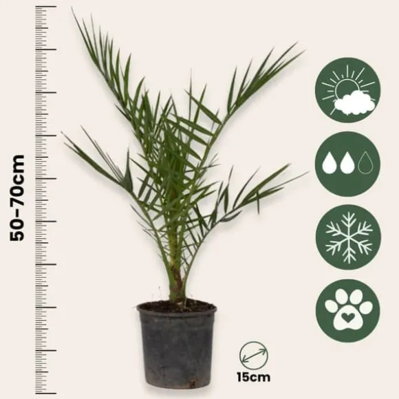 Udendørs palmeblanding - Sæt med 6 - Outdoor Palmmix - Højde 50-70cm - ⌀15cm
