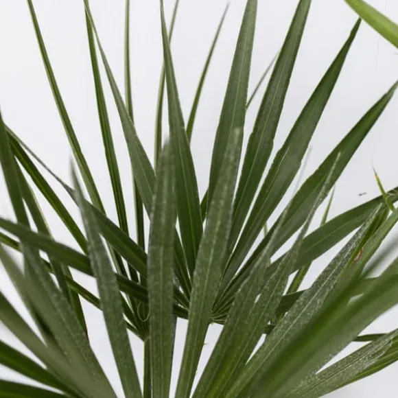 Udendørs palmeblanding - Sæt med 6 - Outdoor Palmmix - Højde 50-70cm - ⌀15cm