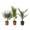 Udendørs palmeblanding - Sæt med 3 - Outdoor Palmmix - Højde 50-70cm - ⌀15cm