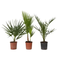 Udendørs palmeblanding - Sæt med 3 - Outdoor Palmmix - Højde 50-70cm - ⌀15cm