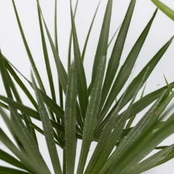 Udendørs palmeblanding - Sæt med 3 - Outdoor Palmmix - Højde 50-70cm - ⌀15cm