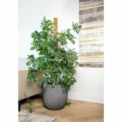 Urtepotte Capi Europe Plastik Ø 43 cm
