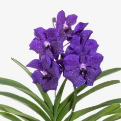 Vanda orkidé - Vanda 'Blue' - Højde 55-65cm