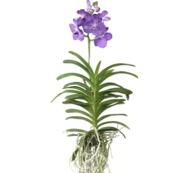 Vanda orkidé - Vanda 'Magic Royal Blue' - Højde 55-65cm