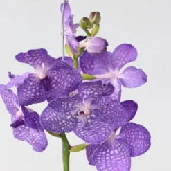Vanda orkidé - Vanda 'Magic Royal Blue' - Højde 55-65cm