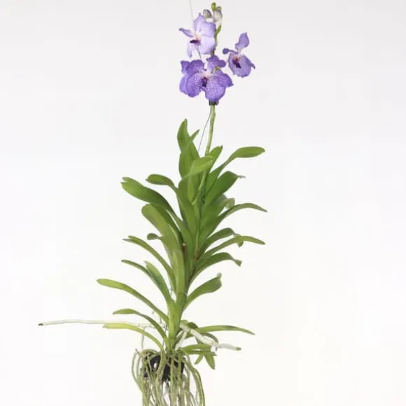 Vanda orkidé - Vanda 'New Blue' - Højde 55-65cm