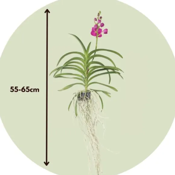 Vanda orkidé - Vanda 'Pink' - Højde 55-65cm