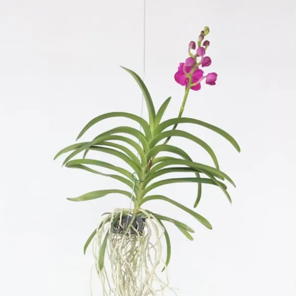 Vanda orkidé - Vanda 'Pink' - Højde 55-65cm
