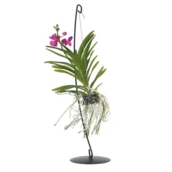 Vanda orkidé - Vanda 'Pink' - Højde 45-55cm