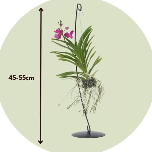 Vanda orkidé - Vanda 'Pink' - Højde 45-55cm