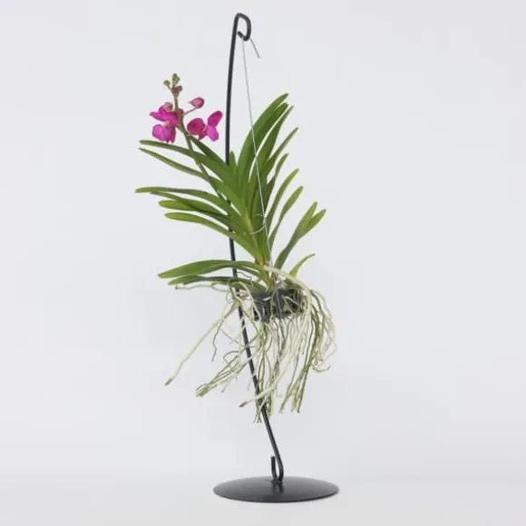 Vanda orkidé - Vanda 'Pink' - Højde 45-55cm