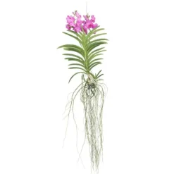 Vanda orkidé - Vanda 'Pink' - Højde 45-55cm