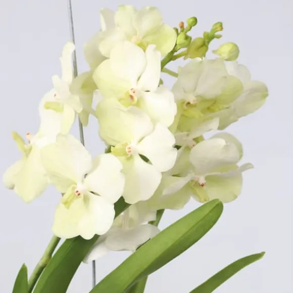 Vanda orkidé - Vanda 'Tayanee White' - Højde 45-55cm