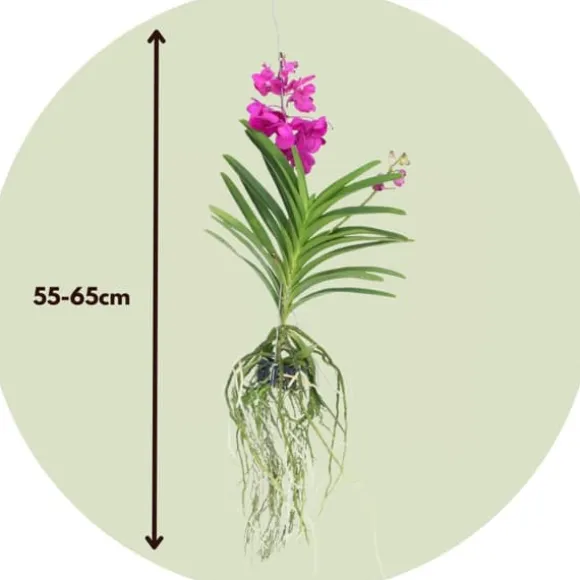 Vanda orkidé - Vanda 'Tayanee Cerise' - Højde 55-65cm