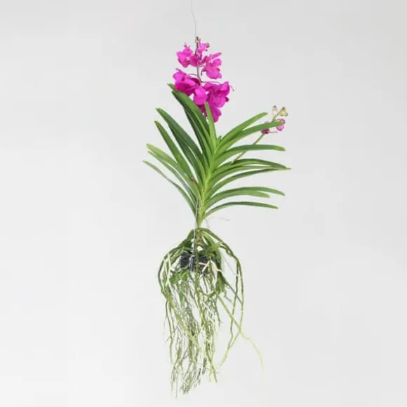 Vanda orkidé - Vanda 'Tayanee Cerise' - Højde 55-65cm