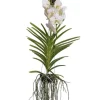 Vanda orkidé - Vanda 'White' - Højde 55-65cm