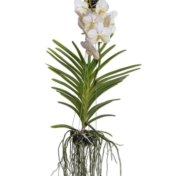 Vanda orkidé - Vanda 'White' - Højde 55-65cm
