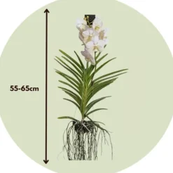 Vanda orkidé - Vanda 'White' - Højde 55-65cm
