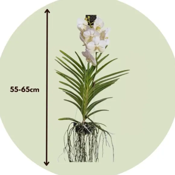 Vanda orkidé - Vanda 'White' - Højde 55-65cm