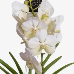 Vanda orkidé - Vanda 'White' - Højde 55-65cm