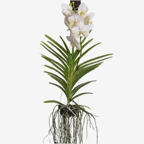 Vanda orkidé - Vanda 'White' - Højde 55-65cm
