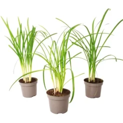 Vild hvidløg - Sæt med 3 - Tulbaghia violacea - Højde 15-25cm - ⌀9cm