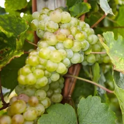Vin - Sæt med 3 - Vitis vinifera - Højde 25-40cm - ⌀9cm