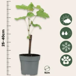 Vin - Sæt med 6 - Vitis vinifera - Højde 25-40cm - ⌀9cm