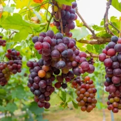Vin - Sæt med 6 - Vitis vinifera - Højde 25-40cm - ⌀9cm