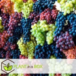 Vin - Sæt med 6 - Vitis vinifera - Højde 25-40cm - ⌀9cm