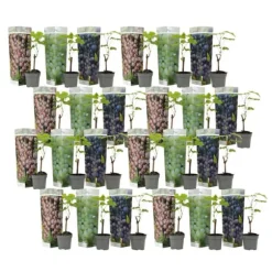 Vin - Sæt med 24 - Vitis vinifera - Højde 25-40cm - ⌀9cm