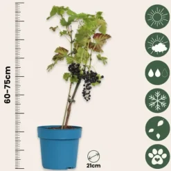 Vin - Vitis vinifera ‘Nero’ - Højde 60-75cm - ⌀21cm