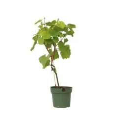 Vin - Vitis vinifera ‘Vanessa’ - Højde 60-75cm - ⌀21cm