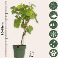 Vin - Vitis vinifera ‘Vanessa’ - Højde 60-75cm - ⌀21cm