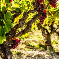 Vin - Vitis vinifera ‘Vanessa’ - Højde 60-75cm - ⌀21cm