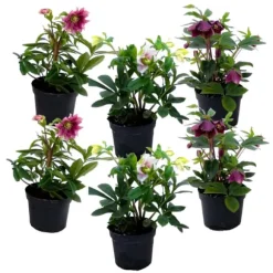 Vinterklokke - Sæt med 6 - Helleborus orientalis - Højde 20-30cm - ⌀12cm