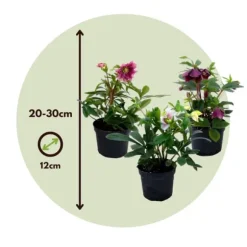 Vinterklokke - Sæt med 6 - Helleborus orientalis - Højde 20-30cm - ⌀12cm