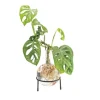 Winkee Hydro Vase Flora