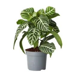 Zebraplante - Aphelandra squarrosa 'Botanica' - Højde 25-45cm - ⌀13cm