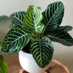 Zebraplante - Aphelandra squarrosa 'Botanica' - Højde 25-45cm - ⌀13cm