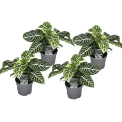 Zebraplante - Sæt 4 - Aphelandra squarrosa 'Botanica' - Højde 25-45cm - ⌀13cm